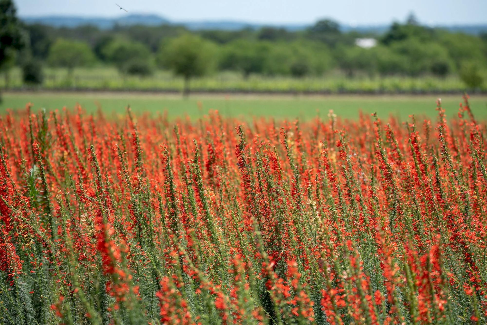 A field of red flowering plants or tall red weeds in the foreground with green fields and trees in the background; clear sky above.