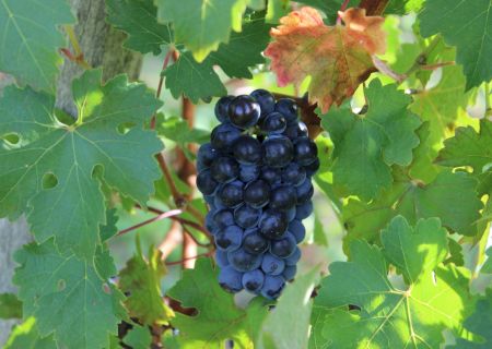 A close-up of grapevine leaves with a cluster of dark grapes ripening.