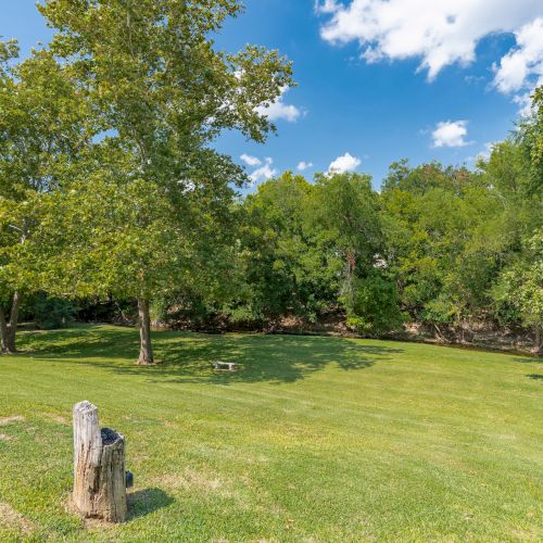 Two dogs playing in a sunlit grassy park with trees, a clear blue sky, and a relaxed outdoor scene.